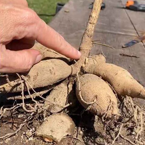 Finger pointing to a dahlia tuber
