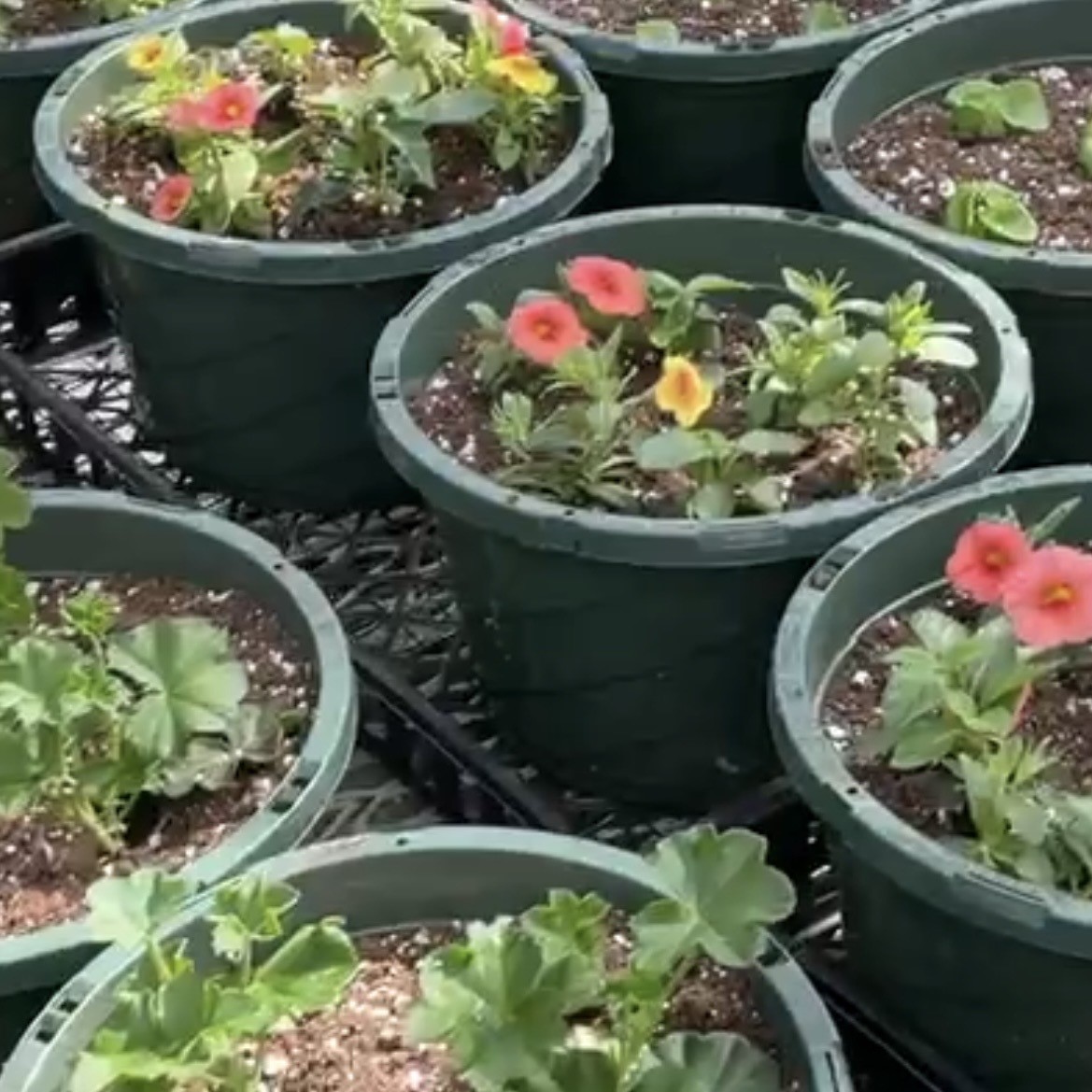 Farmers market plants 2